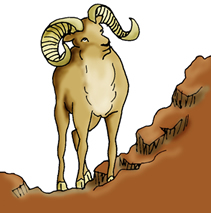 big horn sheep looking up